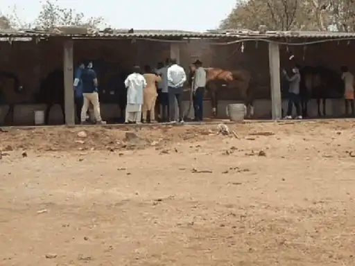 जबलपुर में ग्लैंडर का खतरा: 10 घोड़ों की मौत के बाद प्रशासन सतर्क, हाईकोर्ट में जनहित याचिका