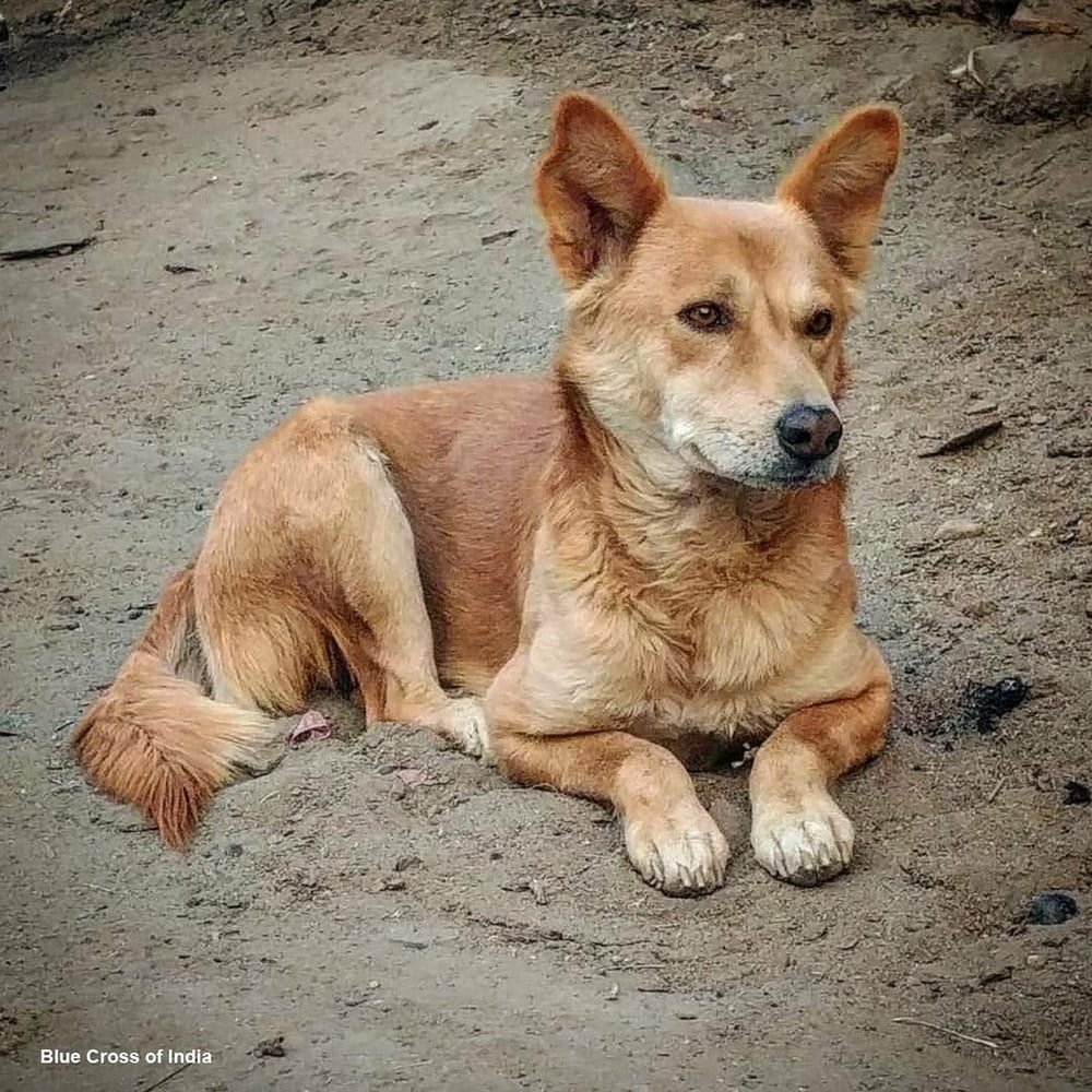 इंदौर में आवारा कुत्तों के हमलों में तेजी से बढ़ोतरी हो रही है। छह महीनों में हजारों लोग घायल हो चुके हैं।